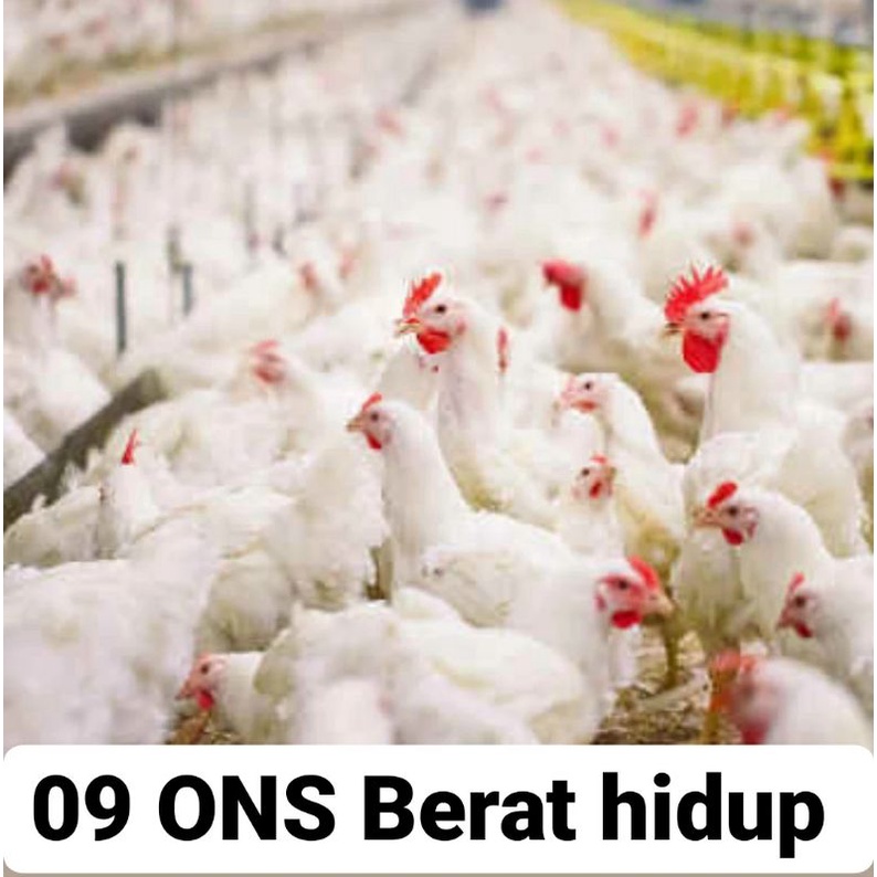 ayam broiler 0,7 Kg . 0,8 Kg.  0,9 Kg. 1Kg menu pecel lele  berikut isi Ati Ampela ayam utuh / ayam potong  /  ayam segar / ayam pecel lele / ayam bakar / ayam geprek / ayam fresh / ayam murah.-0,9 kg