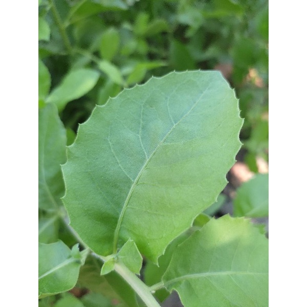 daun beluntas