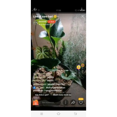 tanaman anturium corong