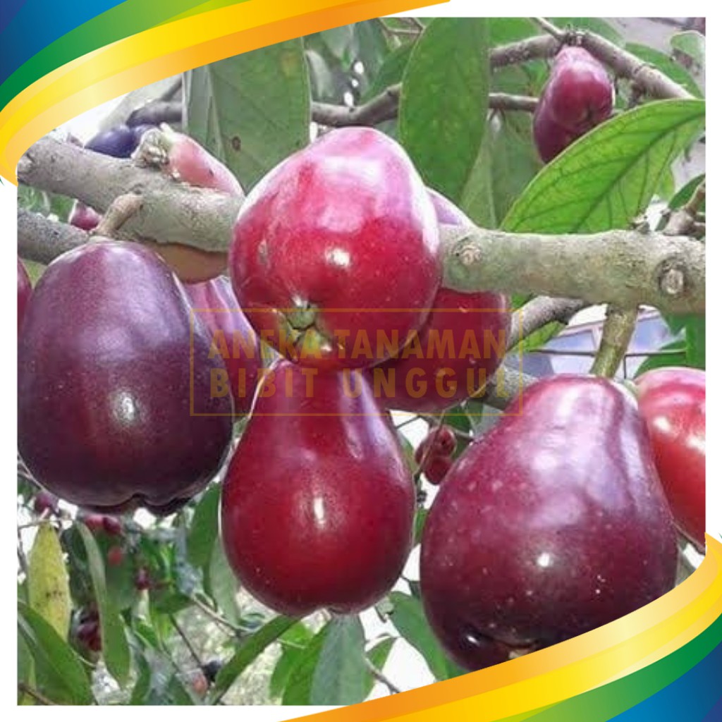 Bibit Jambu Jamaika Hasil Okulasi Siap Berbuah