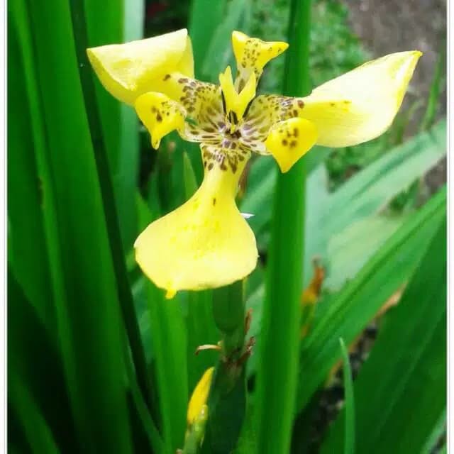 Tanaman Hias Outdoor - Tanaman Hias Airis - Airis Bunga Kuning