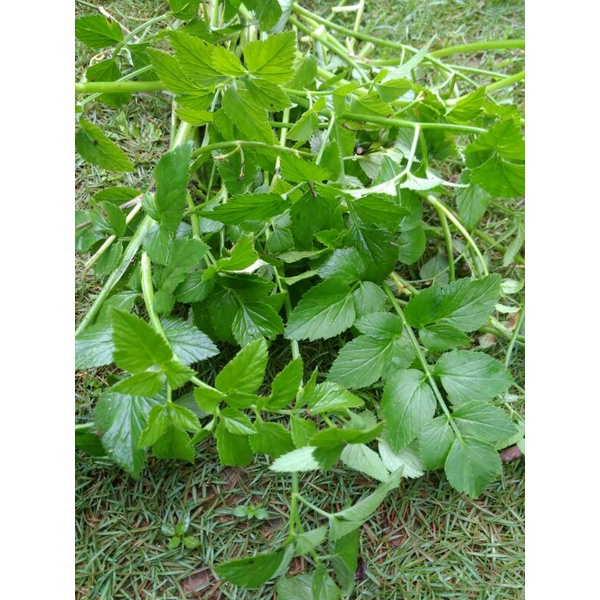 

Sayuran segar, Daun tespong, lalapan Tespong