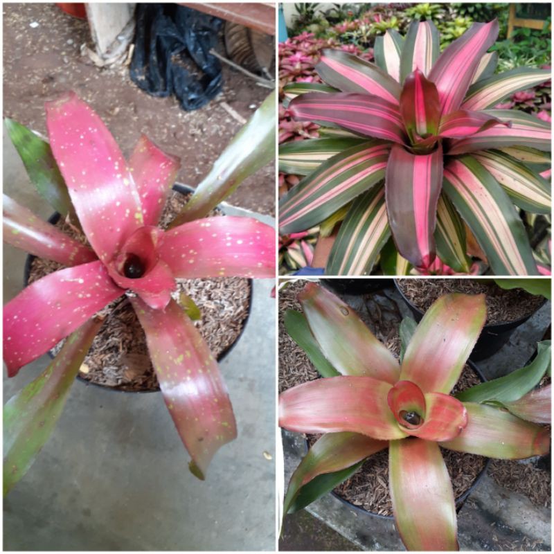 tanaman hias bromelia - paket 3 tanaman bromelia - tanaman bromelia