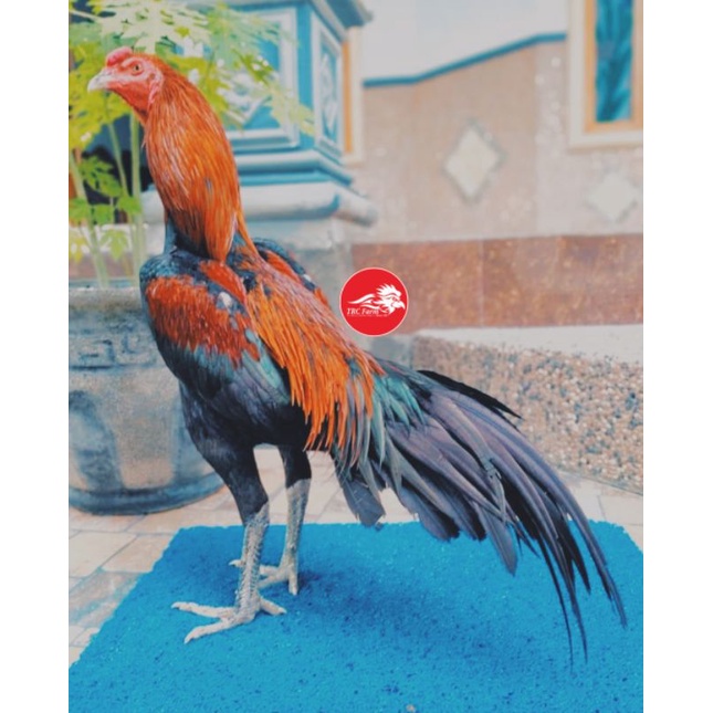 Ayam Pakhoy Telur Fertil Pukul Setrum