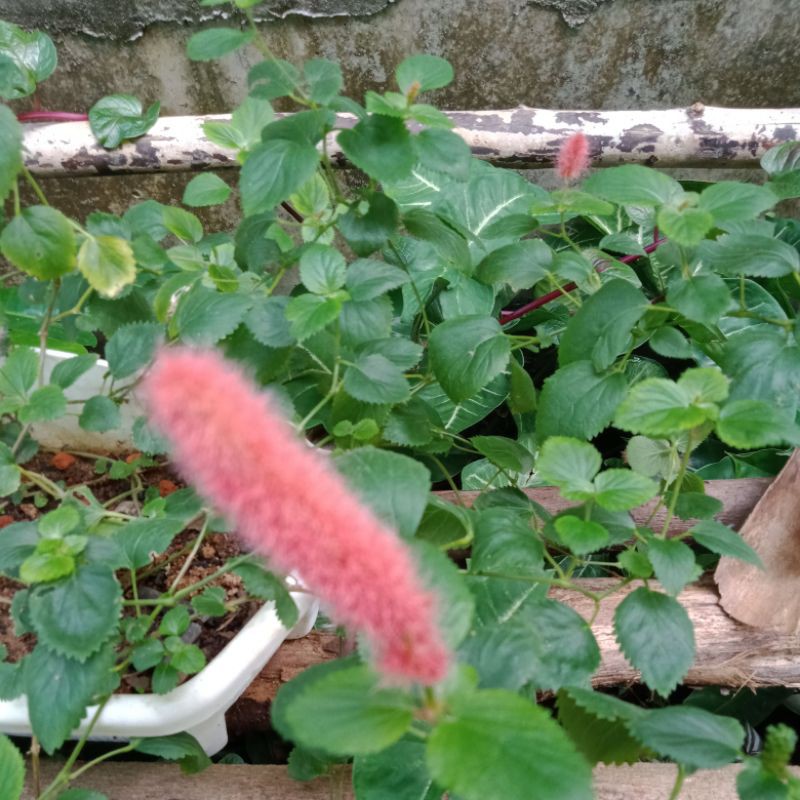 Tanaman gantung ekor kucing