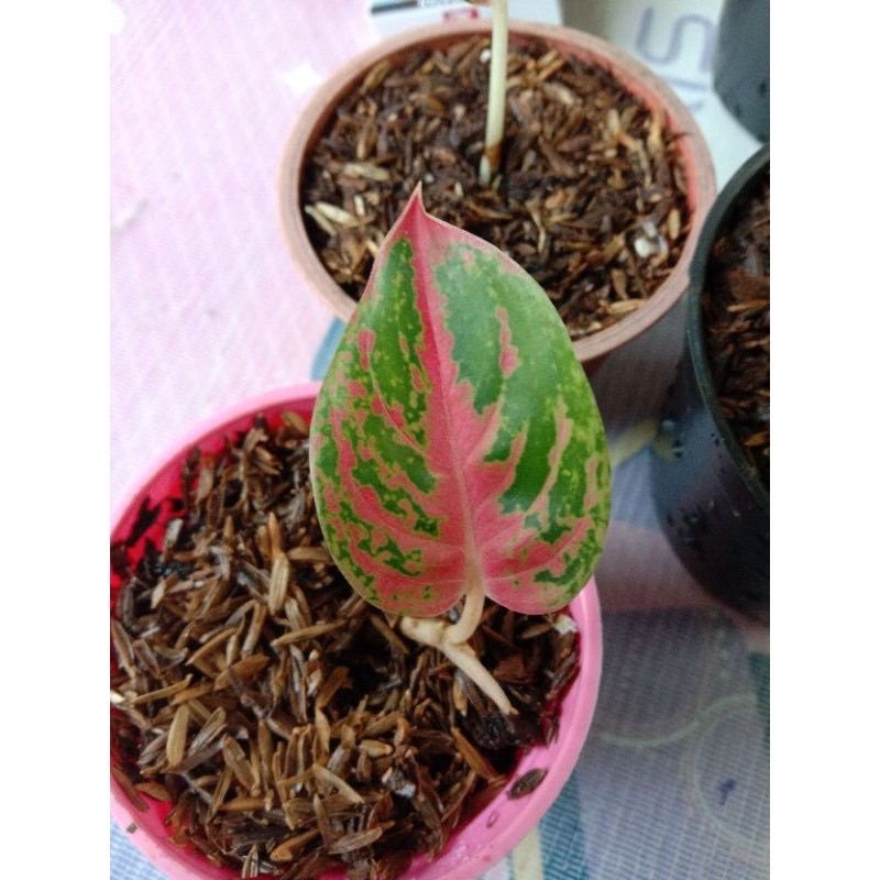 PROMO Bibit/anakan Aglonema wulandari ( Bisa COD )