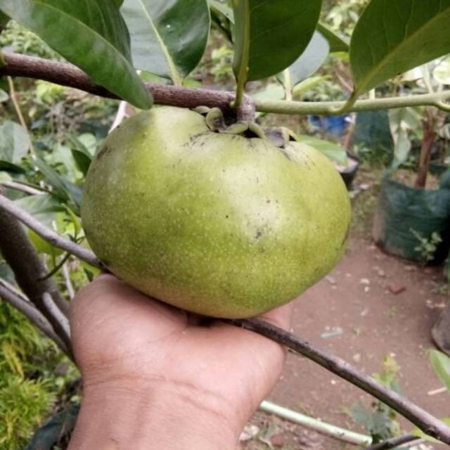 Tanaman Buah Black Sapote Giant (buah puding coklat)