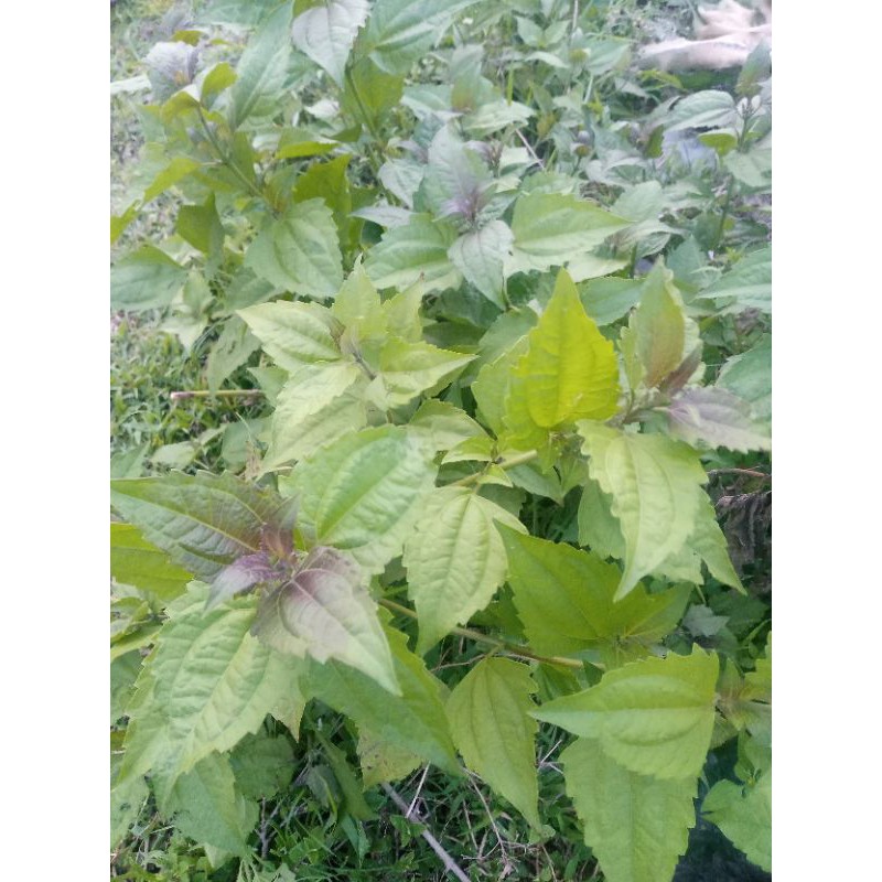 

balakacida segar 250 gram