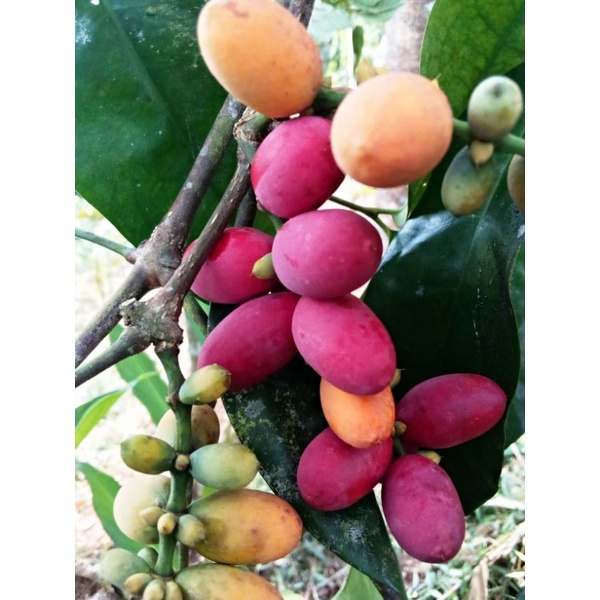 

MELINJO SAYUR/BUAH TANGKIL 1KG