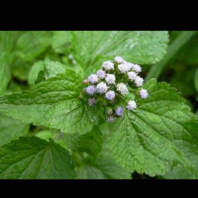 

DAUN BADOTAN / DAUN BANDOTAN / DAUN BABADOTAN HERBAL