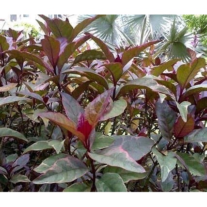 Daun Ungu - Obat Wasir dan Ambeien