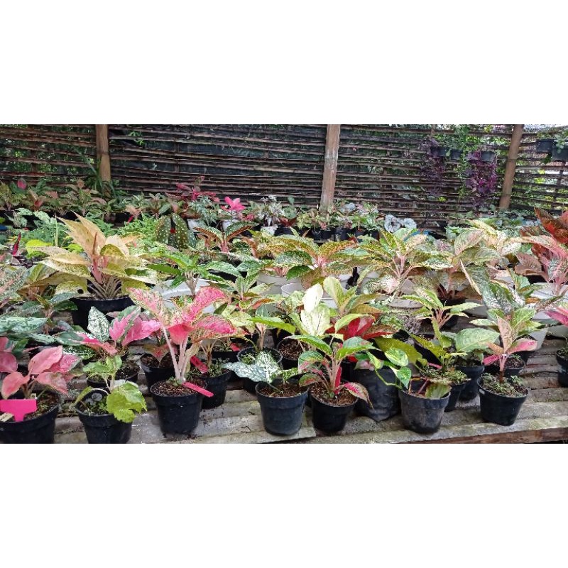 paket anthurium bunga merah, peperomia varigata..