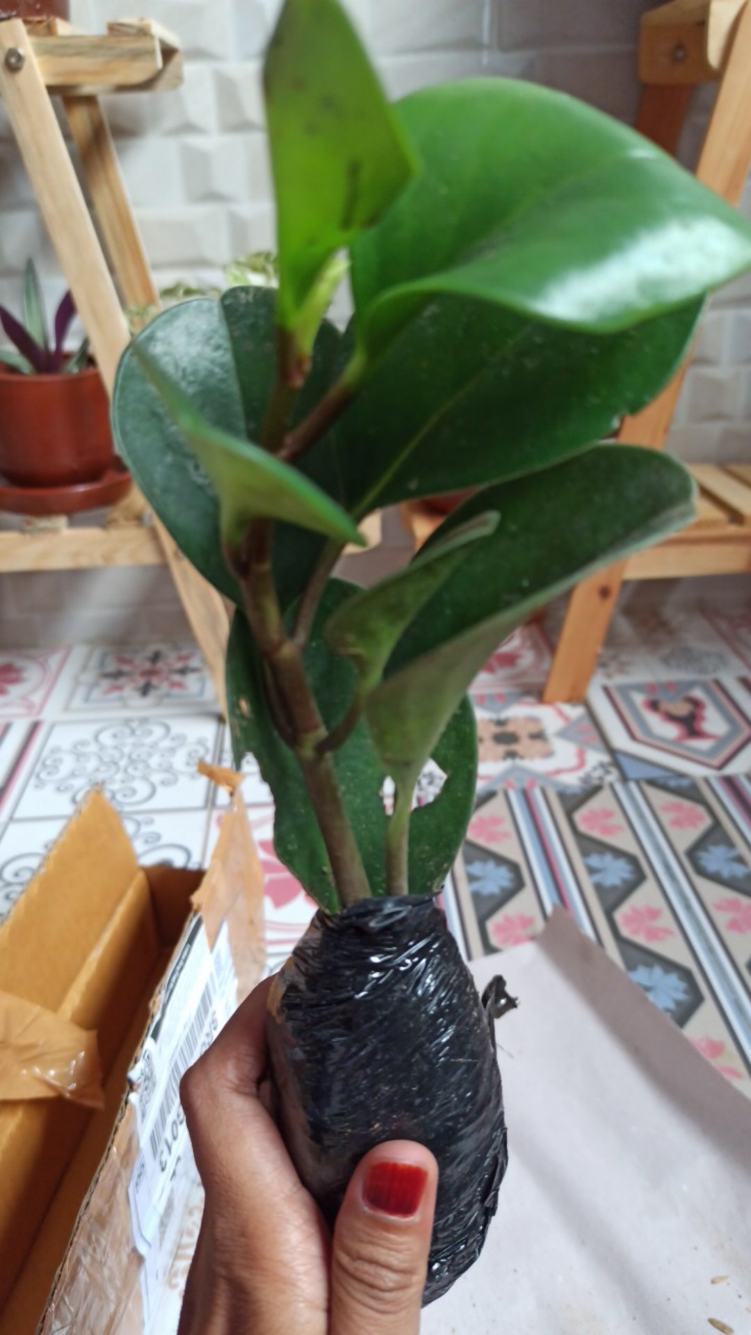 Murah Tanaman Hias Indoor Paperomia Hijau - Jade