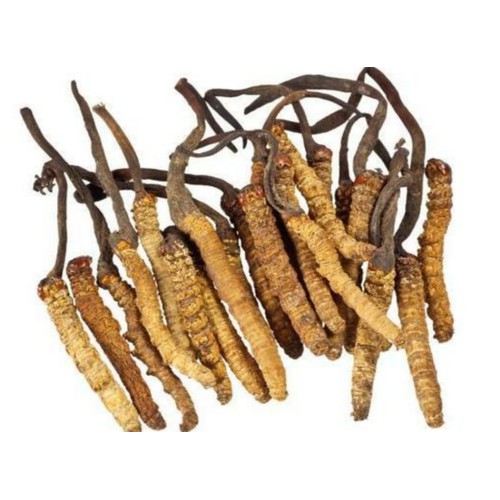 COD -Cordyceps Kapsul BPOM -Obat paru dan ginjal, Isi 30 Kapsul per Botol, obat sesak nafas covid-2