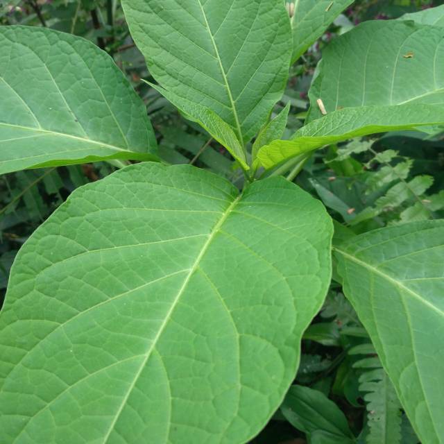 

Daun kucubung segar per 20lembar