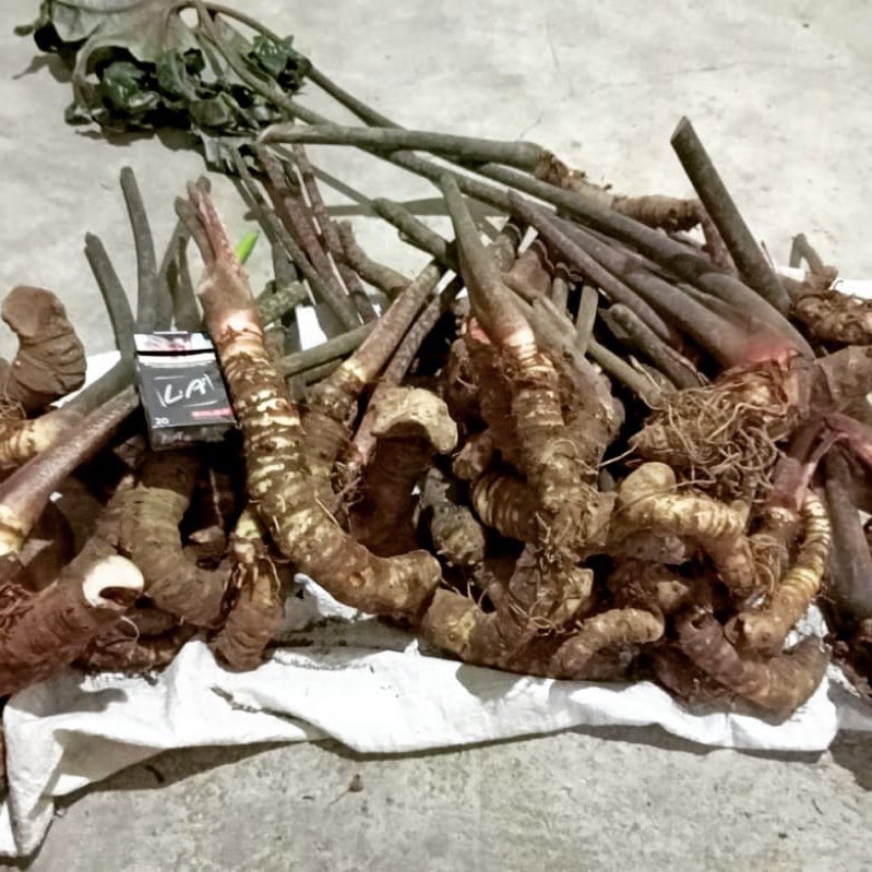 Bonggolan Alocasia Jacklyn