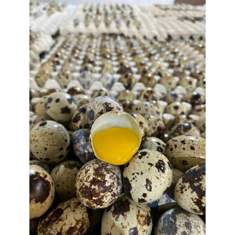 

TELOR PUYUH..27000/50biji
