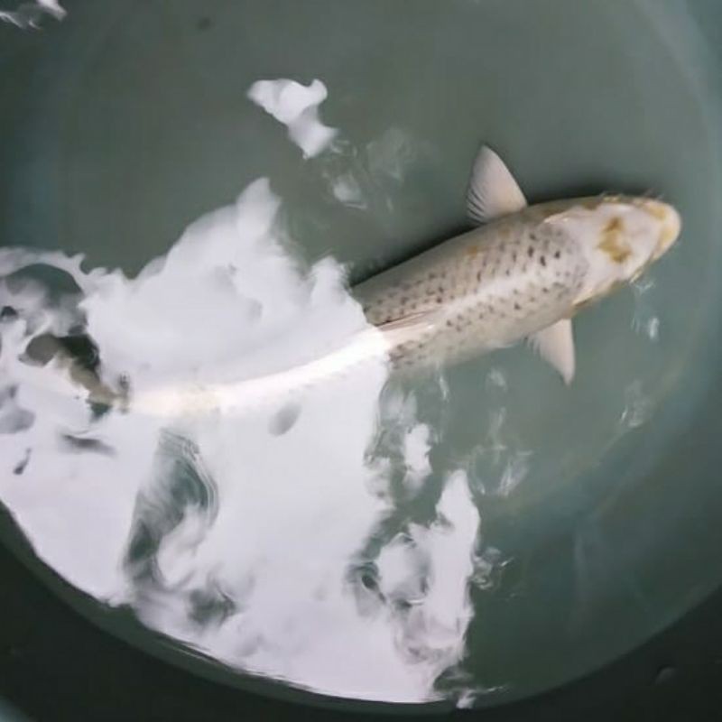 ikan koi kin matsuba anakan impor F1