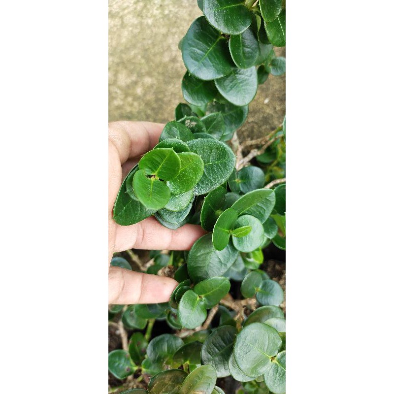 natal plum/carissa microcarpa 50CM bibit bahan bonsai  (COD)