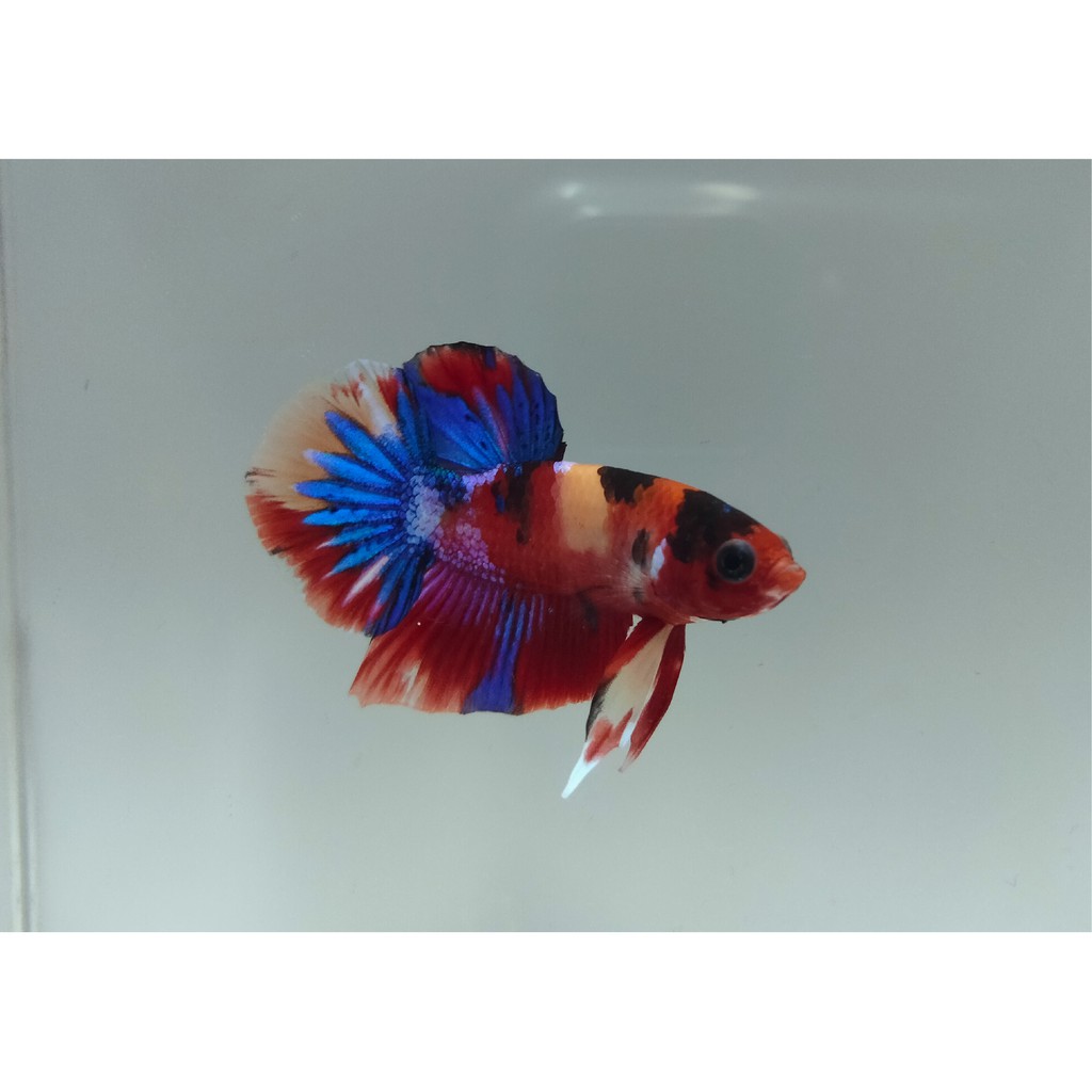 Cupang Red Koi Galaxy