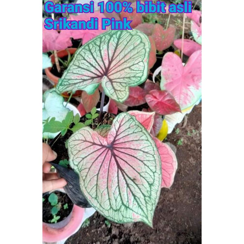 Caladium Srikandi Pink anakan asli
