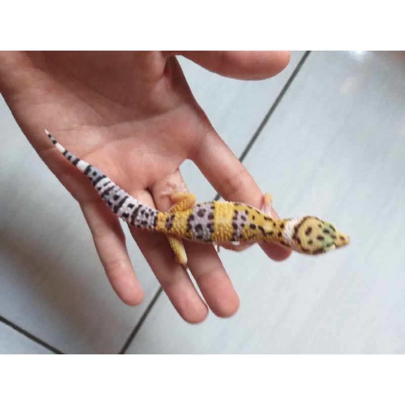 Leopard gecko giant normal type dan bell lavender