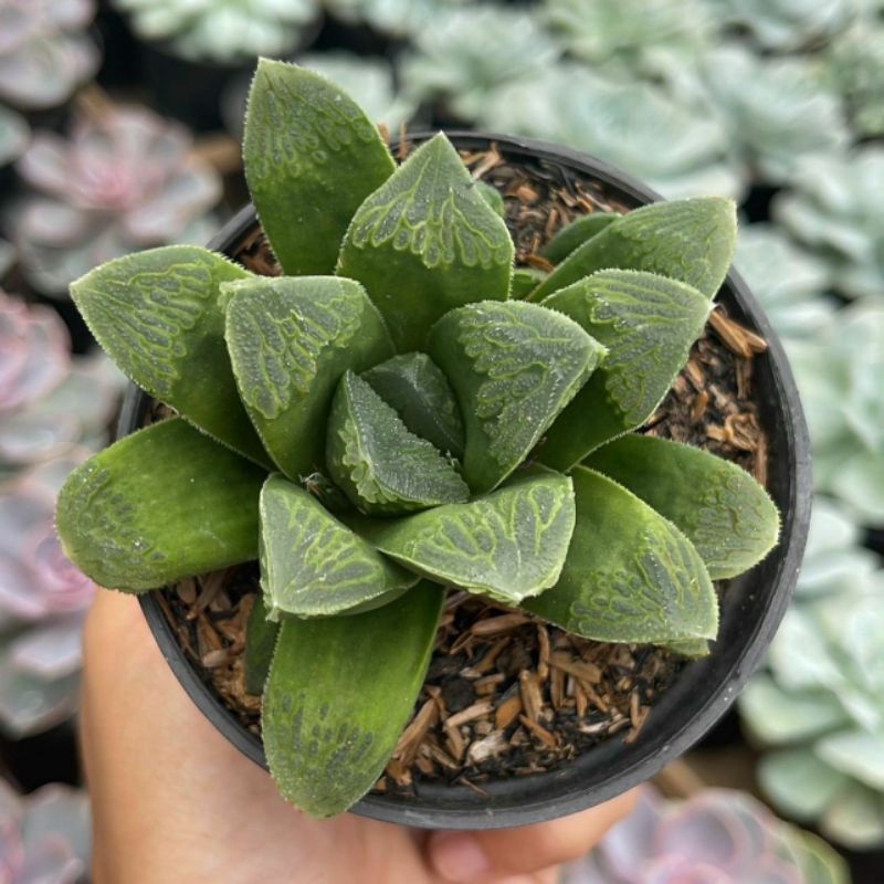 Sukulen Haworthia Retusa Variegata Magnifica