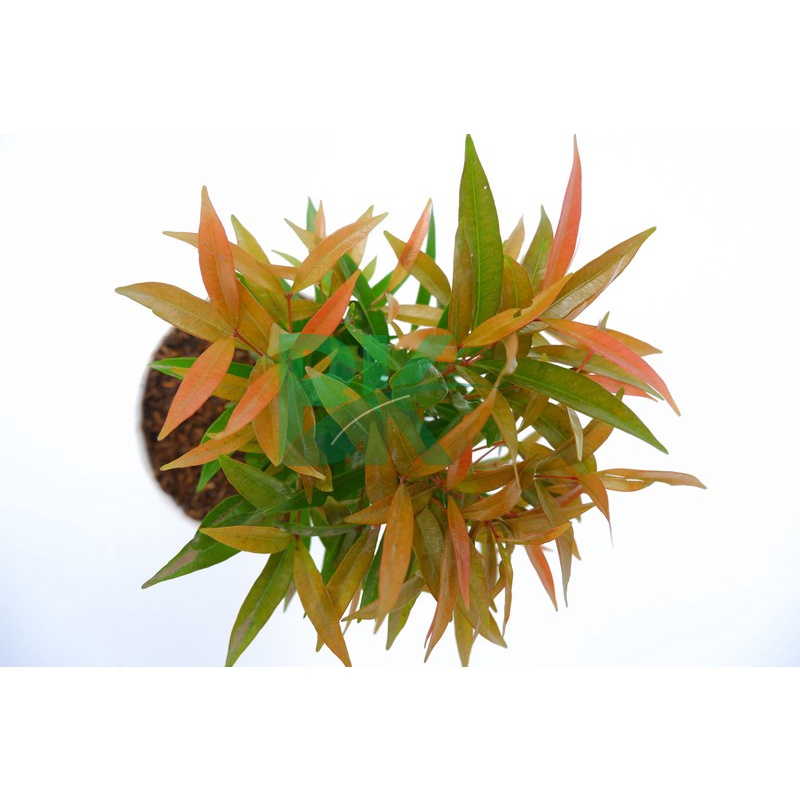 pohon pucuk merah - Bibit Pucuk Merah Super(30-40 cm)