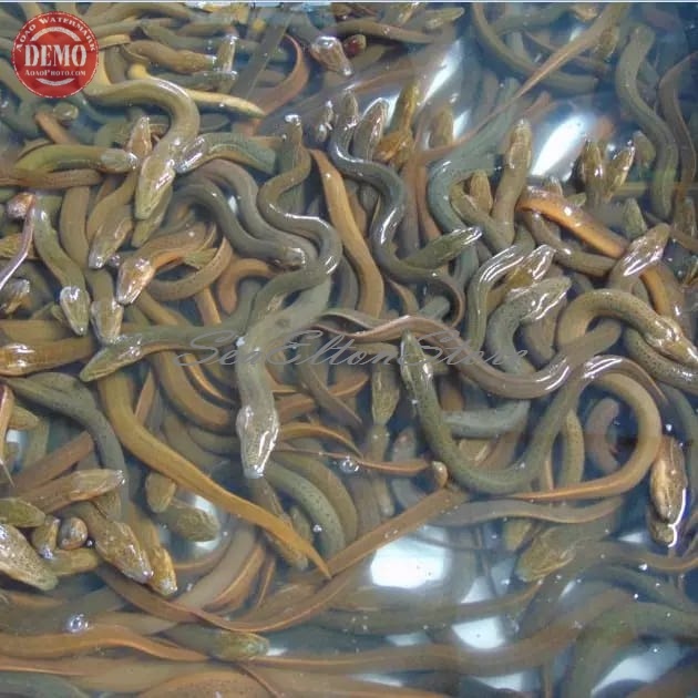 

Belut Sawah Hidup Live 1Kg // Fresh Kualitas Garansi Segar