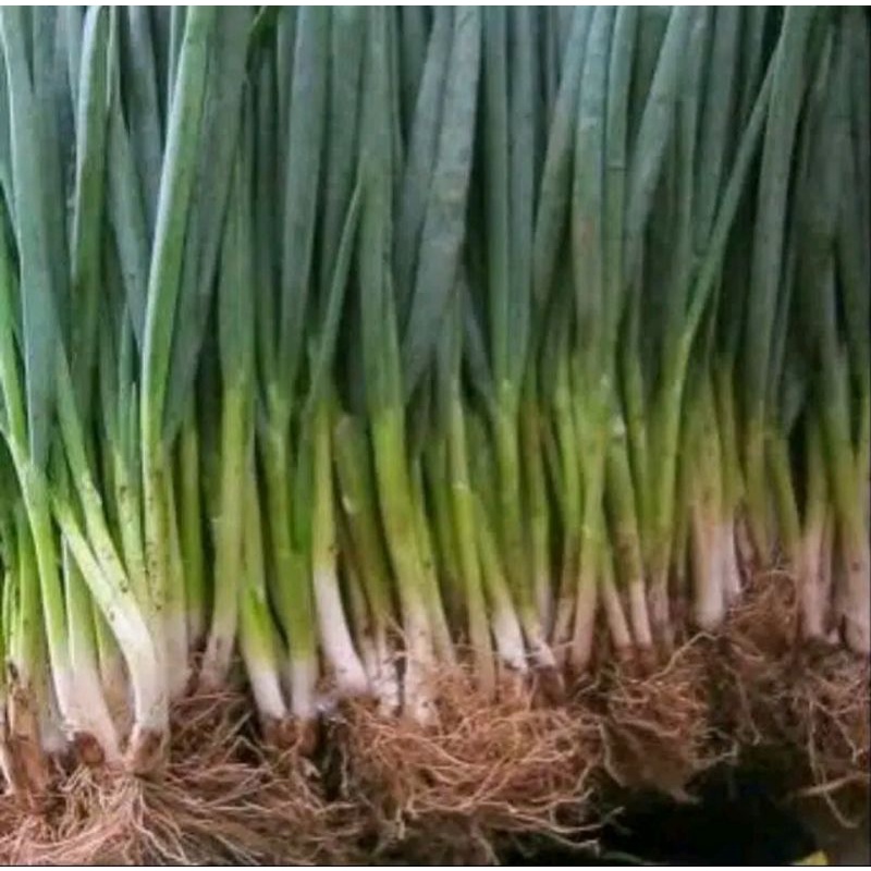 

daun bawang segar 1kg