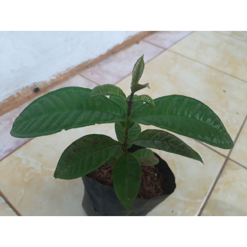 bibit tanaman buah gowok