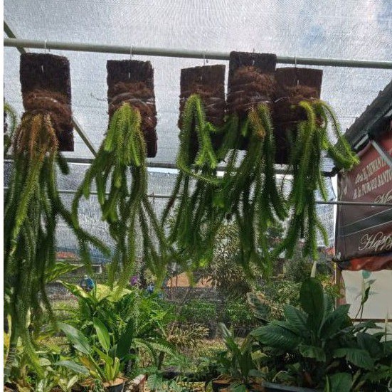 Tanaman hias ekor monyet