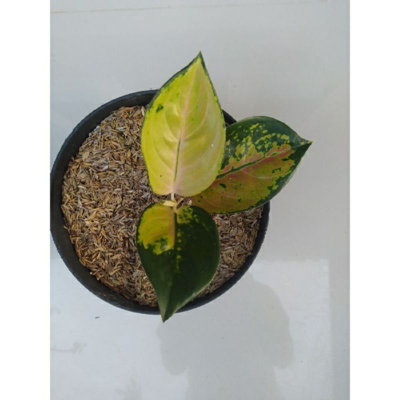 anakan aglonema sultan brunei 2daun anakan