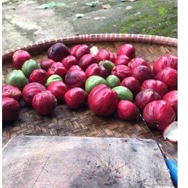 

rempah mahkota dewa kering 250 gram