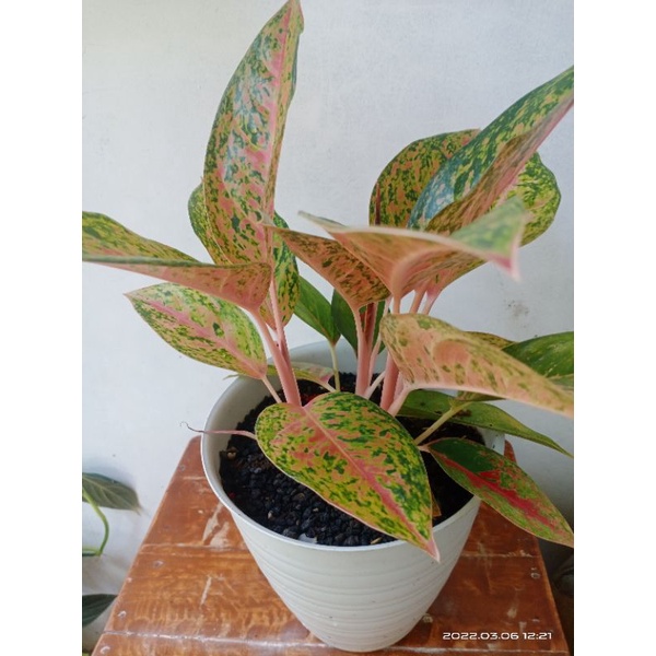 aglonema bigroy rimbun