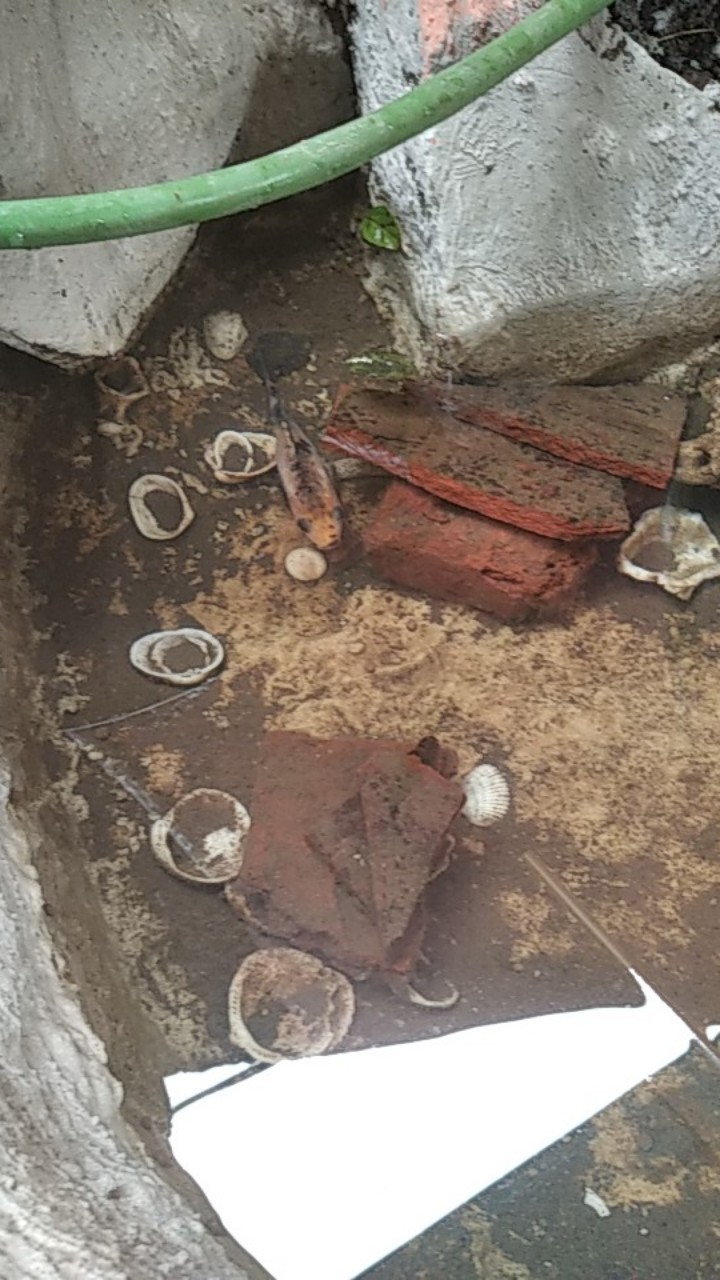 Tatakan Alas Spatula Sendok Sutil Tutup Panci Alat Dapur - Hijau