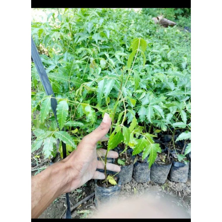 Diskon Bibit Pohon Daun Mimba Mimbo Termurah