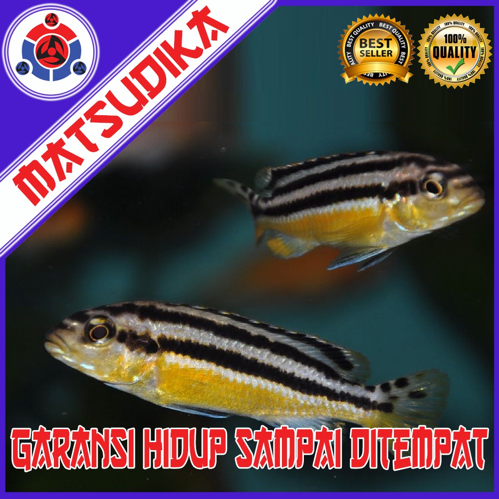 Ikan Hias Niasa Auratus Melanochromis Auratus Aquarium Aquascape