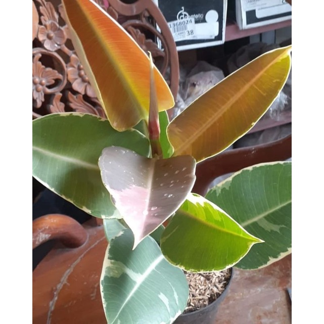 karet kebo varigata bagus / tanaman hias