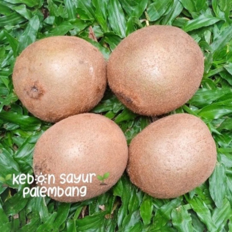 

buah kiwi 1 pcs