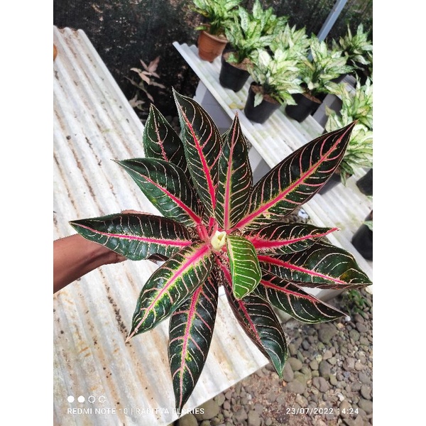 aglonema pride of sumatra
