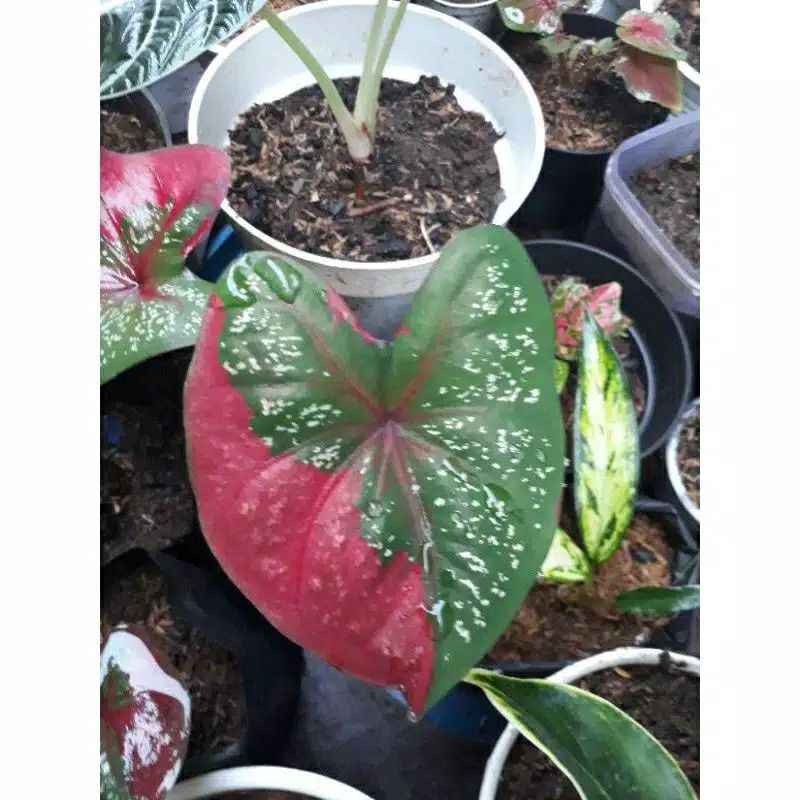 umbi keladi baret. bonggol keladi baret