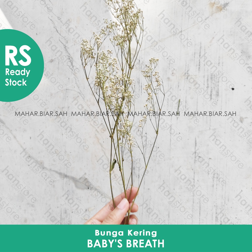 RS 3 gr Baby's Breath Lokal / Baby Breath / Dried Flower / Bunga Kering / Dried Baby’s Breath