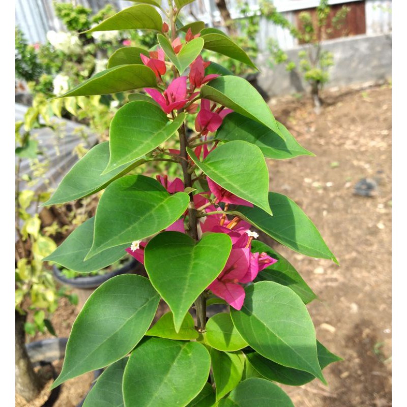 Tanaman Hias Bunga Bougenville Singapore Merah Fanta Bibit Original