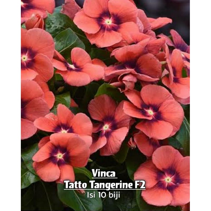 Vinca tatto Tangerine F2