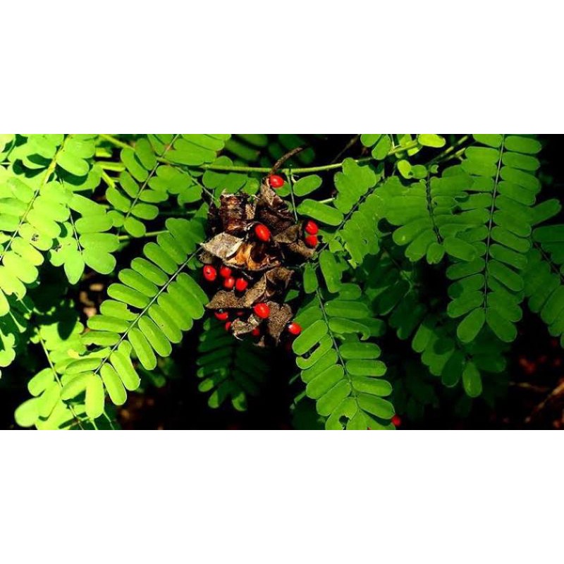 Daun Saga Rambat - Bibit Tanaman Herbal Daun Saga Rambat - Pohon Saga Rambat