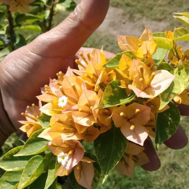 

Bibit kuning farigata kuning