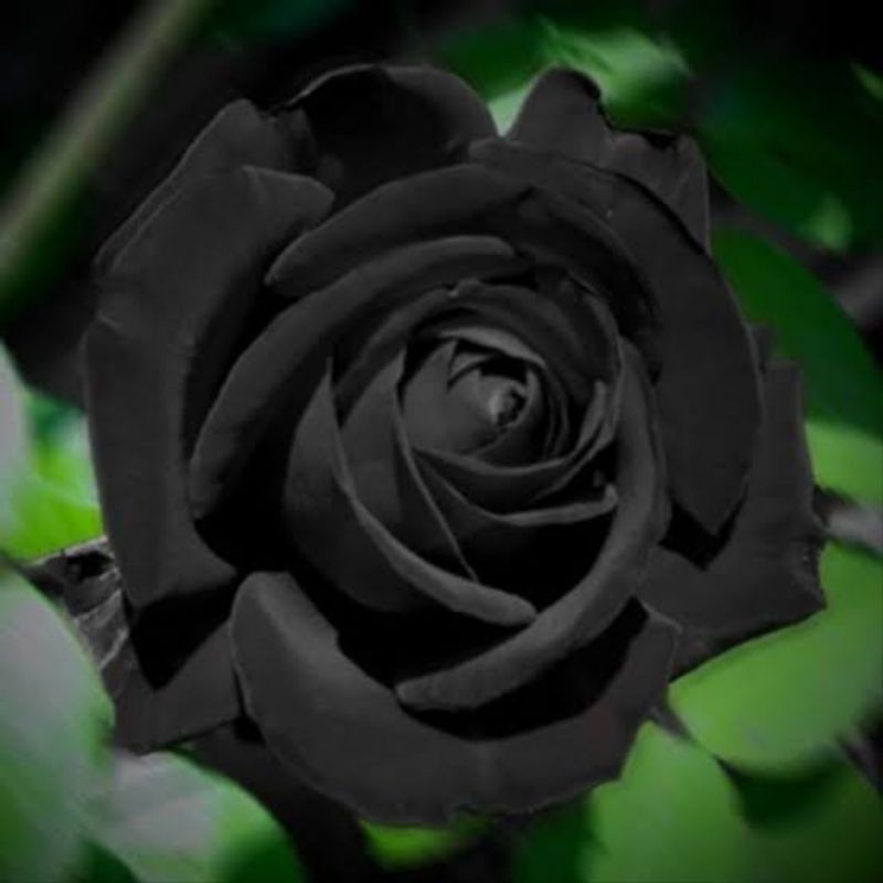 Benih Bunga MAWAR HITAM / Black Rose