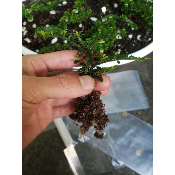 bibit ohna micro import bahan bonsai