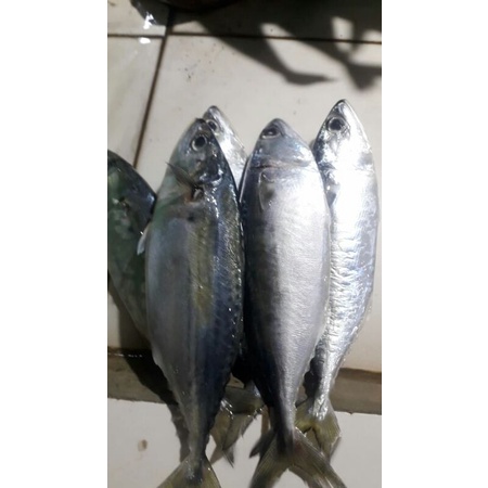 

ikan kembung banjar fresh 500grm